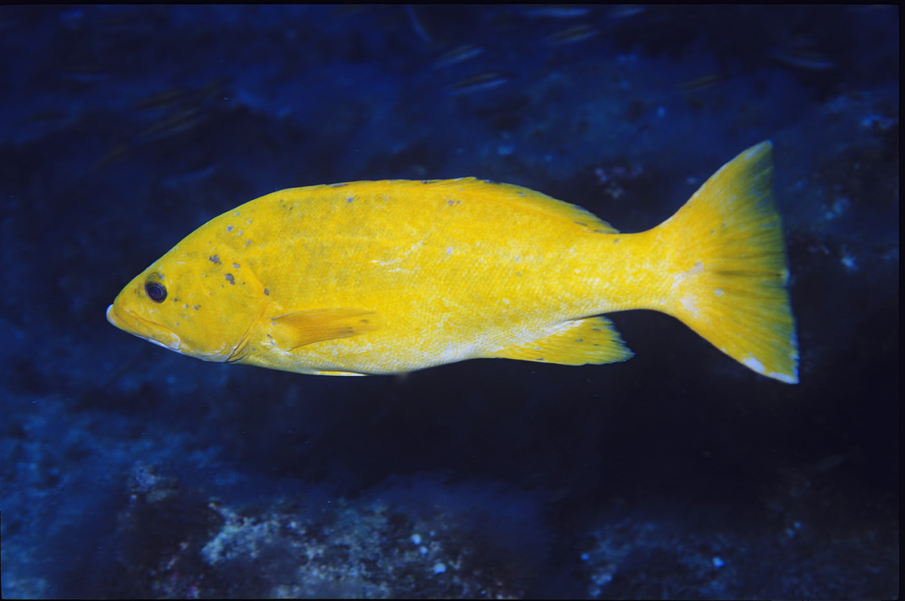 Mycteroperca fusca (dalle Canarie)